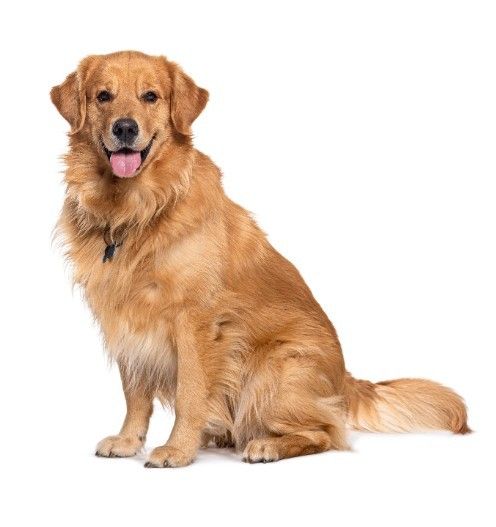 Imagem de um cachorro
