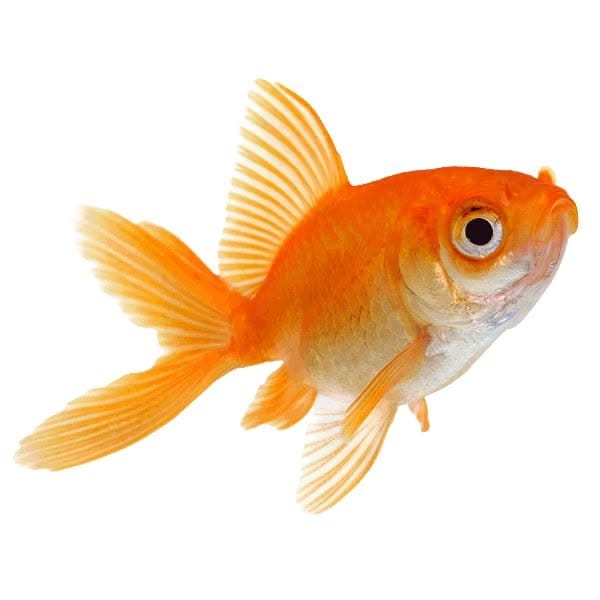 Imagem de um peixe